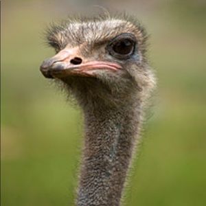 Meet your Posher, Rosie